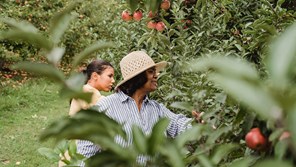 grandmother picking apples with grandchild